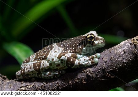 Amazon Milk Frog - Trachycephalus Resinifictrix On Branch