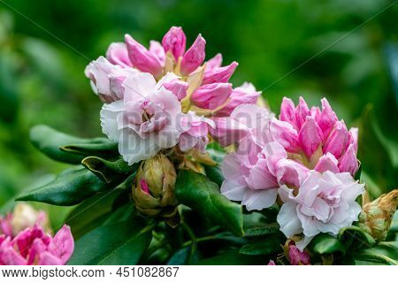 Rhododendron Rhyakushimanum Weissenteld Double Flowers In Garden