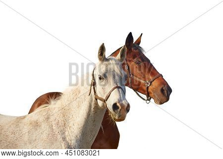 Two Horses - Bay And Gray Isolated On A White Background. Horse Theme. Beautiful Graceful Animals St