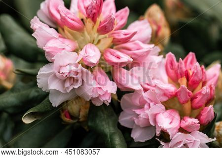Rhododendron Rhyakushimanum Weissenteld Double Flowers In Garden