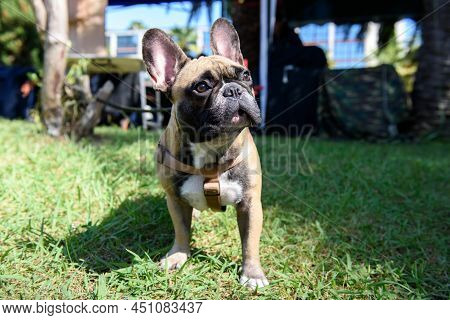 Dog Breed French Bulldog Stands On Green Grass Under The Summer Sun.