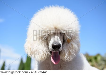 Portrait Of A White Grand Poodle Dog Breed Against A Blue Sky.