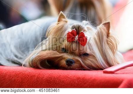 A Yorkshire Terrier Dog With A Red Bow On His Head Lies On A Red Mat.