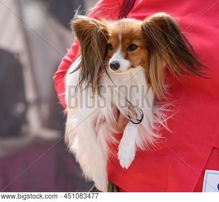 Papillon Dog Sits In The Arms Of A Woman In A Red Jacket.