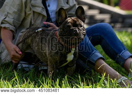 Dog Breed French Bulldog Stands On The Grass. A Seated Woman Holds A Bulldog With Her Hands.