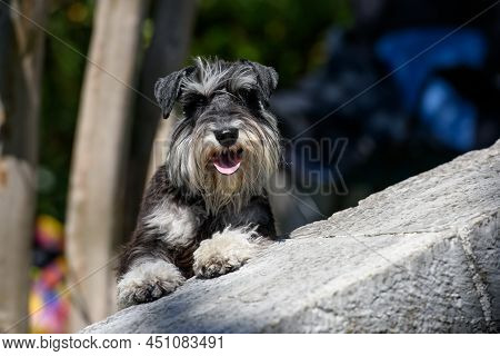 A Sunlit Dog Of The Standard Schnauzer Breed Leaned On The Curb And Looks Ahead.