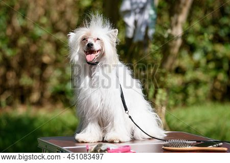 A Chinese Crested Powder Puff Dog Sits On A Table Standing Outside Against The Backdrop Of Trees.