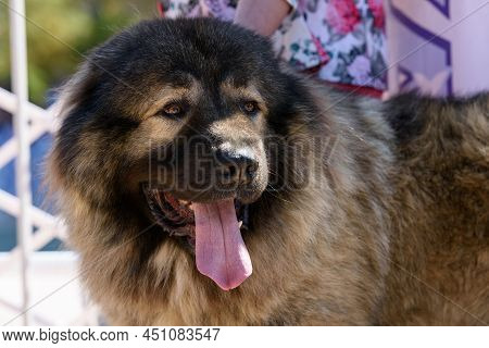 Portrait Of A Caucasian Shepherd Dog With His Tongue Hanging Out.