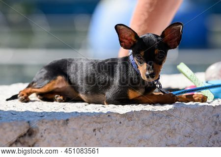 A Prague Ratter Dog Breed Lies On The Parapet Illuminated By The Sun.