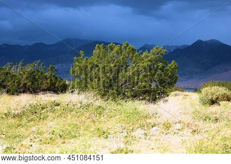 Chaparral Plants Including The Creosote Bush Blowing In The Wind During A Storm Taken On An Arid Fie