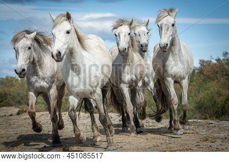 White Horses In Camargue, France Near Les Salines, France