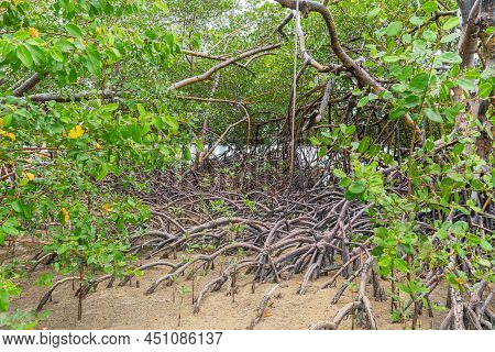 Nature Landscape Of Mangroves Around The Ipojuca River, Near Camboa Beach, Ipojuca - Pe, Brazil. Pla
