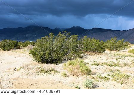 Creosote Bush On Sand Dunes On An Arid Desert Plateau With Dark Storm Clouds Beyond Taken At The Rur