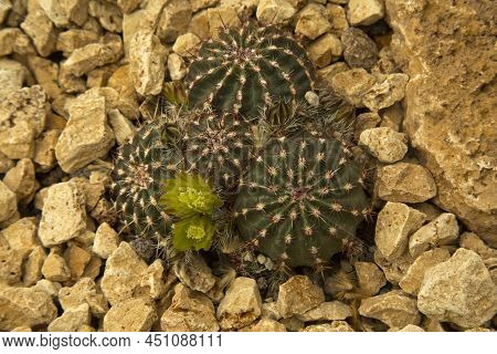 The Nylon Hedgehog Cactus, Green Pitaya,  Small-flowered Hedgehog Cactus (echinocereus Viridiflorus)