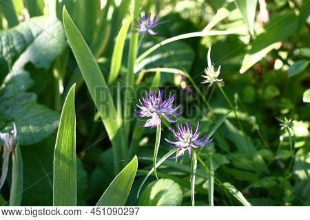 Fragment Of A Summer Flower Bed. Blue Flowers Of A Globularia, Modest By The Size, Are Visible Among