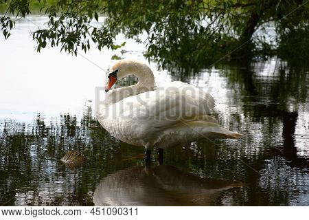 The Lonely Large Swan Costs Also To Water On The Drowned Log Under Willow Branches.