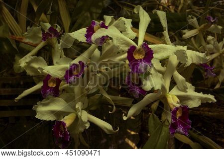 Cattleya Purpurata,  Laelia Purpurata,  Sophronitis Purpurata (van Den Berg).