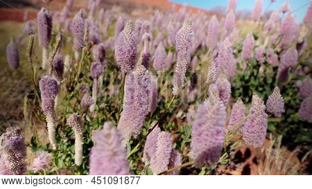 A Close Up Of Mulla Mulla Flowers Growing In The Northern Territory