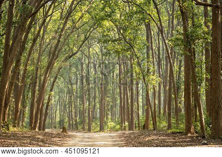 Scenic Landscape View Of Forest Trail Or Safari Track Or Main Road With Canopy Of Tall And Long Sal 