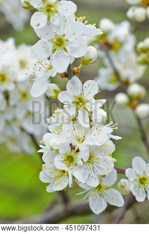 Vertical Closeup On The Brilliant White Blossoming Blackthorn, Prunus Spinosa, Flowers In The Field