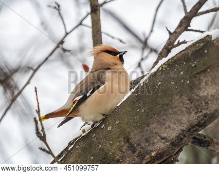 Bohemian Waxwing Sitting On The Branch With Snow In Winter Or Early Spring Day. The Waxwing, A Beaut