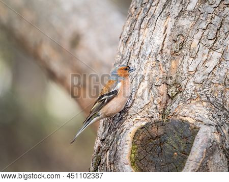 Common Chaffinch, Fringilla Coelebs, Sits On A Tree. Common Chaffinch In Wildlife.
