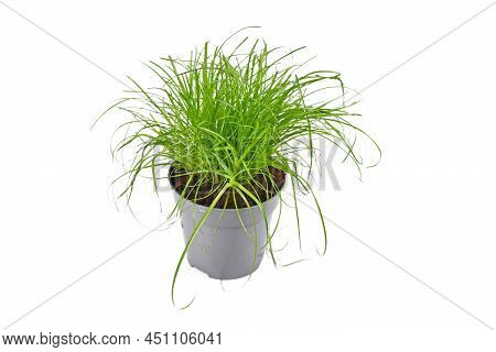 Cat Grass Used For Cat To Help Them Throw Up Hair Balls On White Background