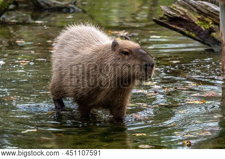 The Capybara, Hydrochoerus Hydrochaeris Is A Mammal Native To South America. It Is The Largest Livin