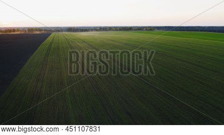 The Setting Sun Over A Field On Which Garlic, Or Onions, Sprouts; Agriculture