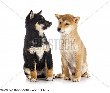 Shiba Inus In Front Of White Background