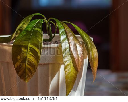 Growing Exotic Plants In Flower Pots At Home On The Windowsill. A Small Mango Tree Sprouted From See