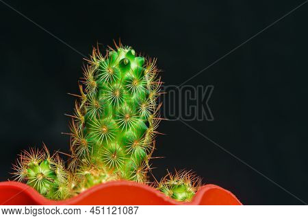 Mammillaria Elongata, The Gold Lace Cactus Or Ladyfinger Cactus, Is A Species Of Flowering Plant.