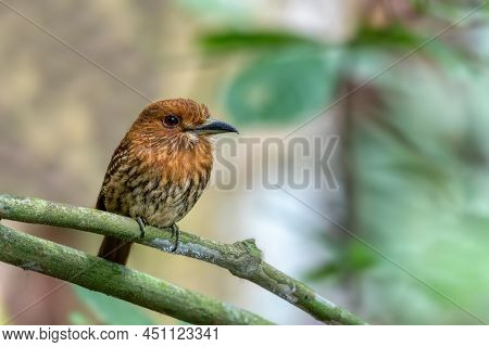 Bird White-whiskered Puffbird (malacoptila Panamensis), Carara National Park - Tarcoles, Wildlife An