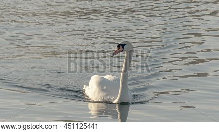 The Lonely Beautiful White Swan Is Swimming In Winter River. Wintering Swan In The City River. Ornit