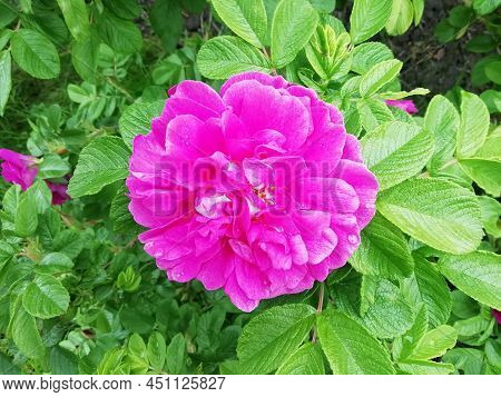 Bright Lush Fragrant Blooming Pink Wild Rose, Rosehip Flower