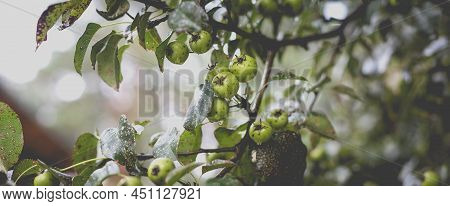 Wild Pear With Infected Leaves. Disease On The Leaves Of A Pear. Septoria Pear - Small Gray Spots Wi