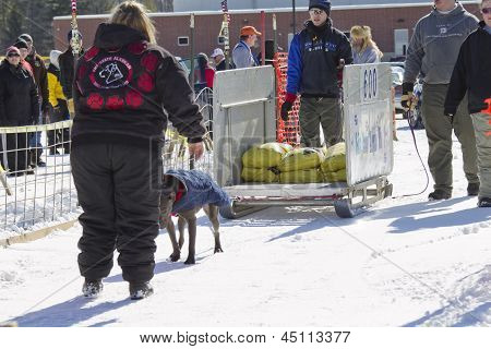 Dog Pulling Sled