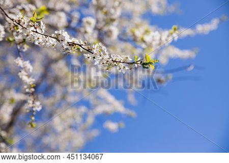 Apple Trees Flowers. The Seed-bearing Part Of A Plant.spring Flower Natural Landscape With White Flo