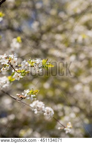 Apple Trees Flowers. The Seed-bearing Part Of A Plant.spring Flower Natural Landscape With White Flo