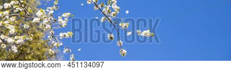 Apple Trees Flowers. The Seed-bearing Part Of A Plant.spring Flower Natural Landscape With White Flo