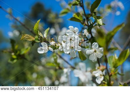 Apple Trees Flowers. The Seed-bearing Part Of A Plant.spring Flower Natural Landscape With White Flo