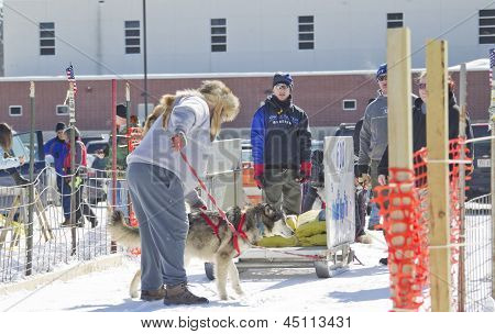 Husky At Dog Pulling Sled Competition