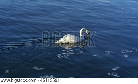 The Lonely Beautiful White Swan Is Swimming In Winter River. Wintering Swan In The City River. Ornit
