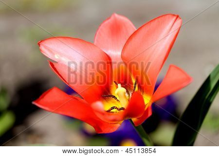 Tulpen