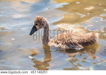 Beautiful Baby Cygnet Mute Swan Fluffy Grey And White Chicks. Springtime New Born Wild Swans Birds I