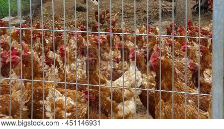 Group Of Free-range Chicken Freely Grazing Outside Organic Farm. Organic Farming, Animal Rights, Bac