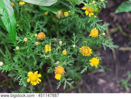 Blossom Garland Chrysanthemum Or Tong Ho Fade Out Of Bloom Ready For Seed Spreading Stages At Organi