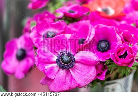 Bouquet Red Anemone. Close-up Of The Flower. Floral Background