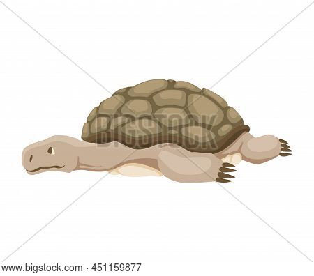 Turtle Character. Land Turtle. Wildlife Animal In Shell. Flat Vector Illustration Isolated On White 