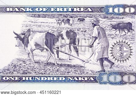 Farmers Plowing With Oxen From Eritrean Money - Nakfa